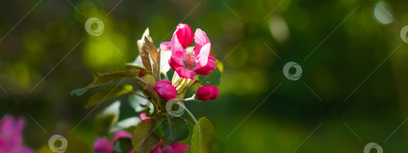 Скачать Красивое розовое цветущее дерево. Крупный план веточки с маленькими розовыми цветочками, выборочный мягкий фокус. Весенний баннер, место для копирования. Вишневое дерево, сдержанный тон фотосток Ozero