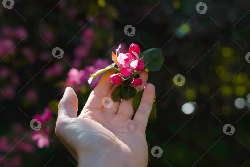 Скачать Кавказская рука прикасается к розовому лепестку цветка цветущего дерева весенним солнечным днем. Крупный план, выборочный мягкий фокус, сдержанный тон фотосток Ozero