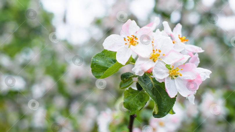 Скачать Крупный план бело-розовых цветов цветущего дерева в дождливую погоду, весенняя природа. Выборочный мягкий фокус, пространство для копирования фотосток Ozero