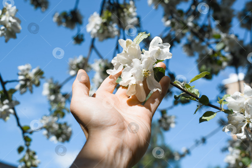 Скачать Рука, держащая белые цветы на ветке, крупным планом. Цветущее дерево. Белые лепестки. Прелестные маленькие цветочки на ветке на фоне голубого неба. Плодоносящее дерево. Весна, солнечные дни. фотосток Ozero