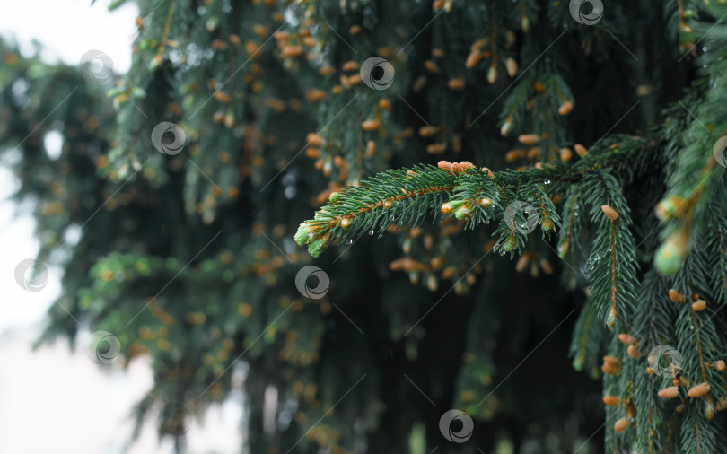 Скачать Крупный план мокрой ветки зеленой рождественской елки на открытом воздухе. Сосна с шишками, природа фотосток Ozero