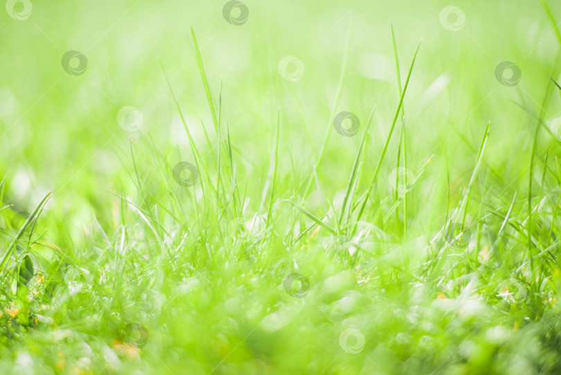 Скачать Фон свежей зеленой травы в солнечный день, крупный план. Мягкая выборочная фокусировка, размытие. Абстрактный природный фон фотосток Ozero