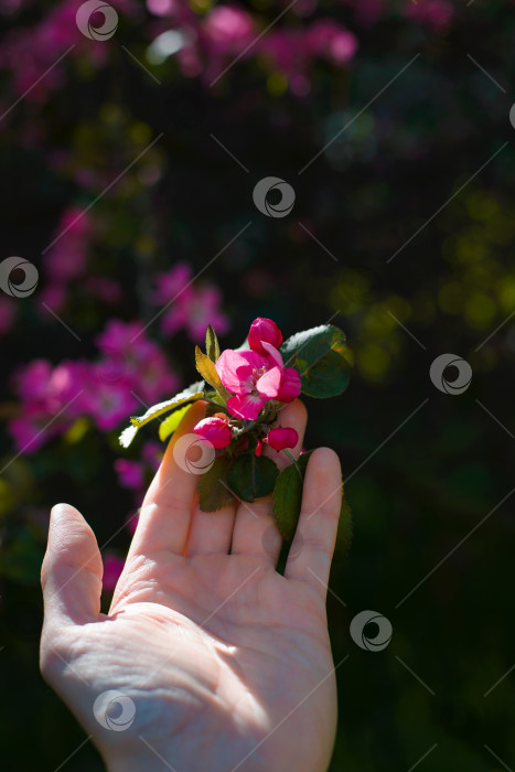 Скачать Рука, касающаяся розового лепестка, крупным планом. Распускающийся прекрасный цветок. Мужчина держит в руках цветок вишневого дерева, избирательный фокус. Сдержанный тон фотосток Ozero