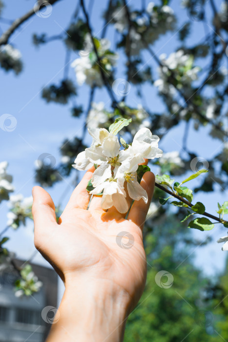 Скачать Рука прикасается к белому лепестку на ветке, крупный план. Распускающийся прекрасный цветок. Мужчина держит на ладони цвет дерева, выборочный фокус. Вертикальная фотография фотосток Ozero