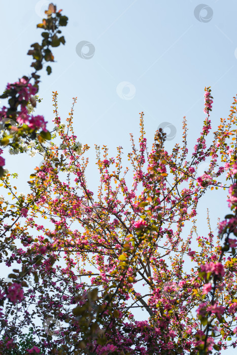 Скачать Цветущее вишневое дерево. Розовые лепестки на ветке на фоне голубого неба. Розовые распускающиеся цветы на дереве, весеннее время фотосток Ozero