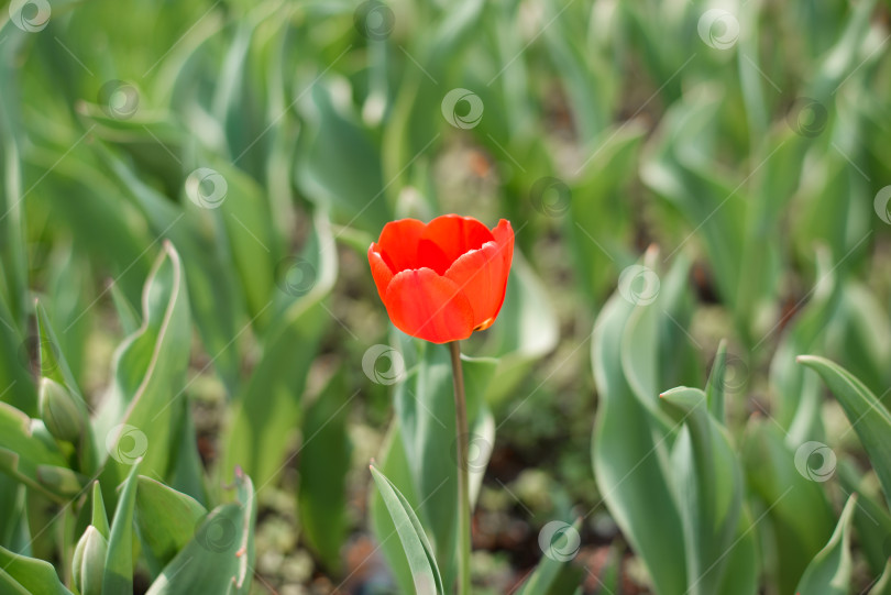 Скачать Ярко-красный цветущий тюльпан в саду. Один прекрасный цветок. Весенний фон фотосток Ozero