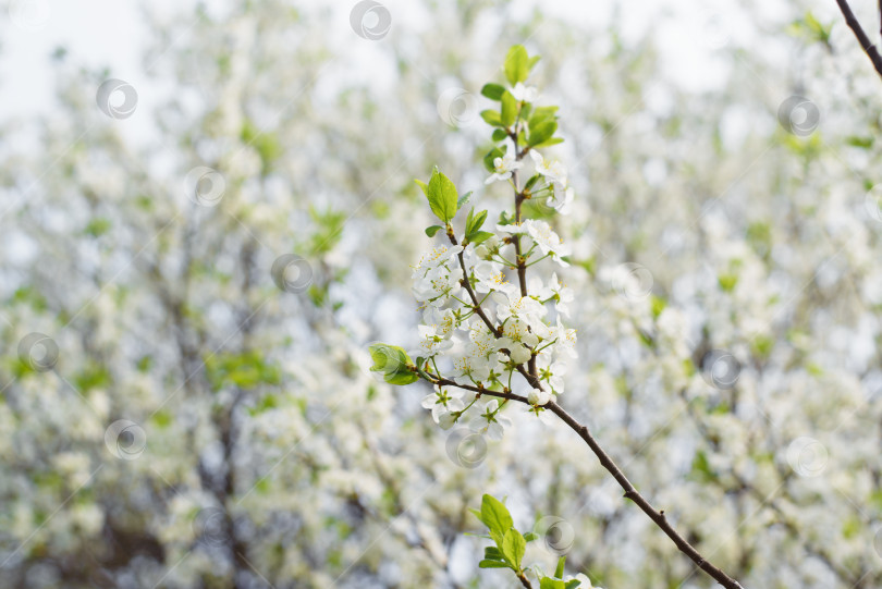 Скачать Цветущее вишневое дерево на улице в яркий весенний день. Белые маленькие цветочки на ветке крупным планом. Цветочный фон, весеннее время. Выборочный мягкий фокус фотосток Ozero