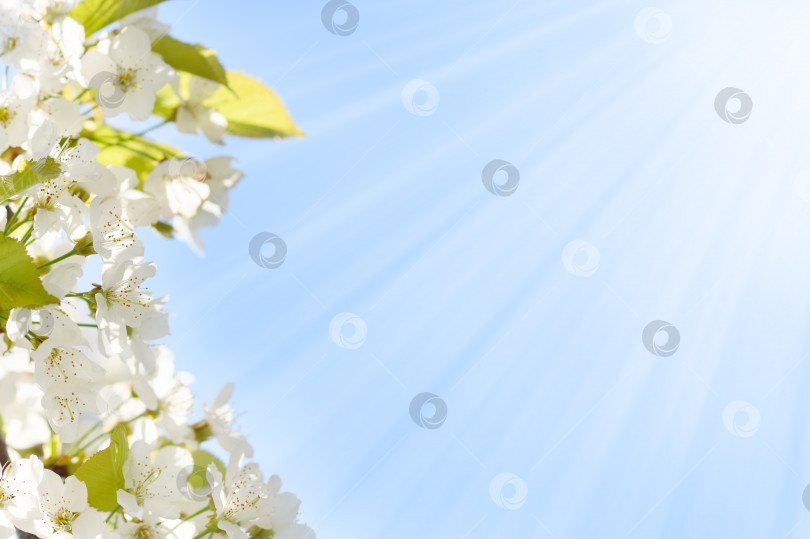 Скачать Цветущие ветви яблони, белые цветы, зеленые листья, фон голубого неба крупным планом, красивая цветущая вишня, сад сакуры, весенний фруктовый сад, природа в летний солнечный день, цветочная рамка, пространство для копирования фотосток Ozero