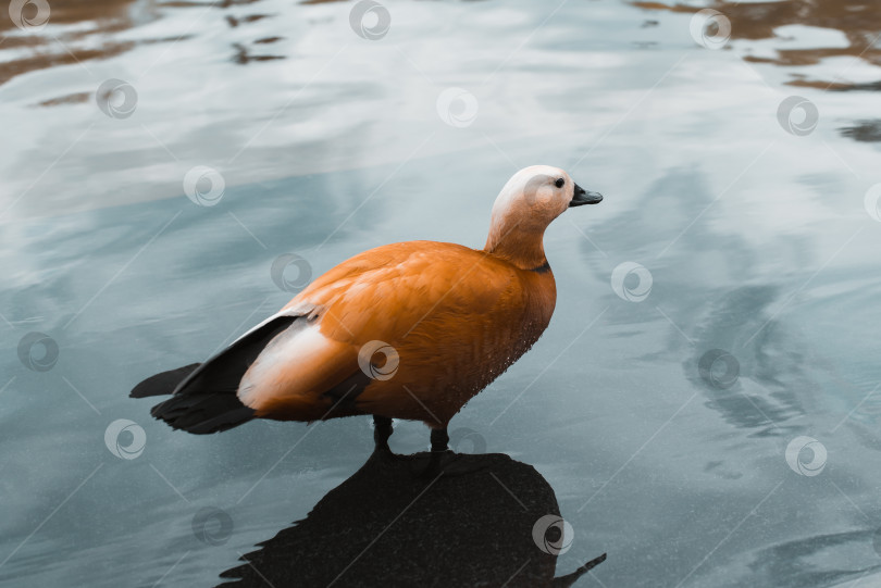 Скачать Золушка или красная утка, стоящая в воде на открытом воздухе, крупным планом. Тадорна железистая. Животная тема фотосток Ozero