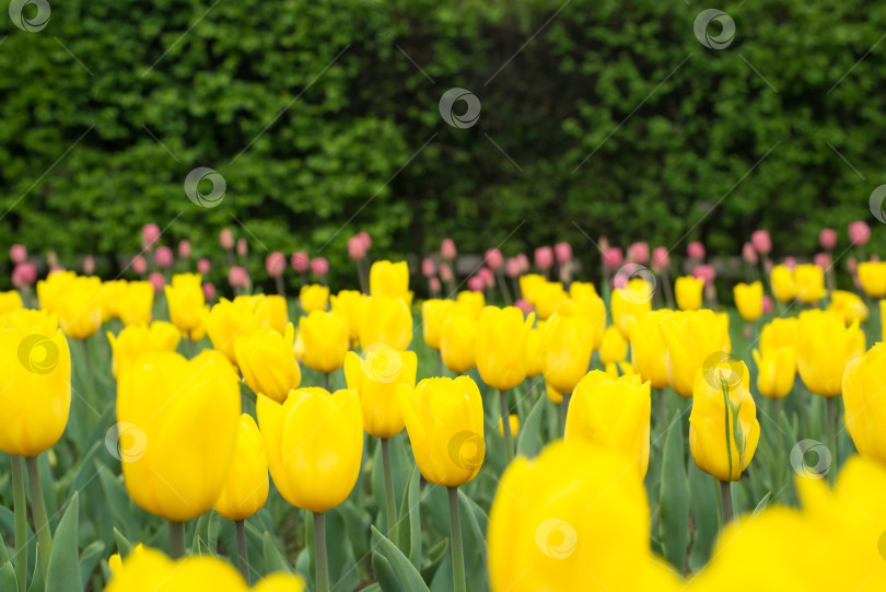 Скачать Цветочный фон, пространство для копирования. Клумба с ярко-желтыми тюльпанами на фоне зеленой изгороди. Концепция весеннего времени фотосток Ozero