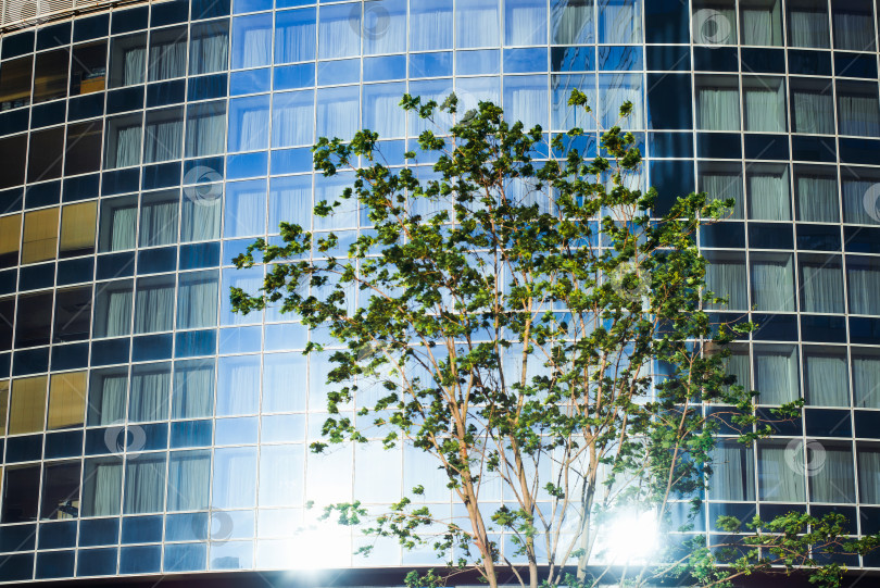 Скачать Современный внешний вид офисного здания. Крупный план небоскреба из голубого стекла, отражение города, зеленое дерево, растущее неподалеку. Деловой район города. фотосток Ozero