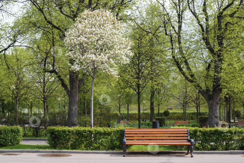 Скачать Парковый пейзаж, лицевая сторона. Деревянная скамейка, цветущее дерево и декоративные зеленые кусты. Белые цветы на дереве в городском саду в солнечный теплый день. Сцена естественного спокойствия фотосток Ozero