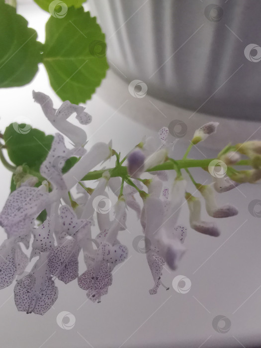 Скачать Комнатное растение Plectranthus verticillatus .Редкое цветение при определенных условиях ухода. фотосток Ozero