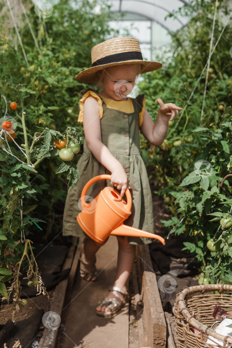 Скачать Маленькая девочка в соломенной шляпке собирает помидоры в теплице. Концепция сбора урожая. фотосток Ozero