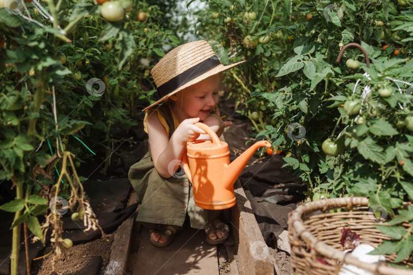 Скачать Маленькая девочка в соломенной шляпке собирает помидоры в теплице. Концепция сбора урожая. фотосток Ozero