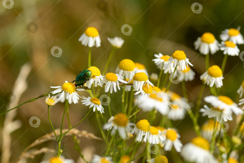Скачать Большой зеленый блестящий жук сидит на цветке маргаритки фотосток Ozero