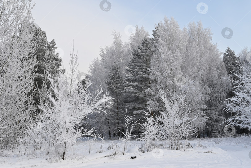 Скачать Заснеженная дорога в зимнем лесу. фотосток Ozero