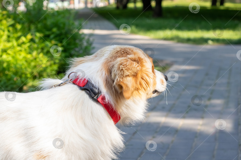 Скачать Рыжий лохматый пес улыбается в парке фотосток Ozero