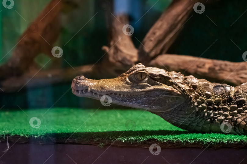 Скачать Крокодил на зеленой траве в темноте фотосток Ozero