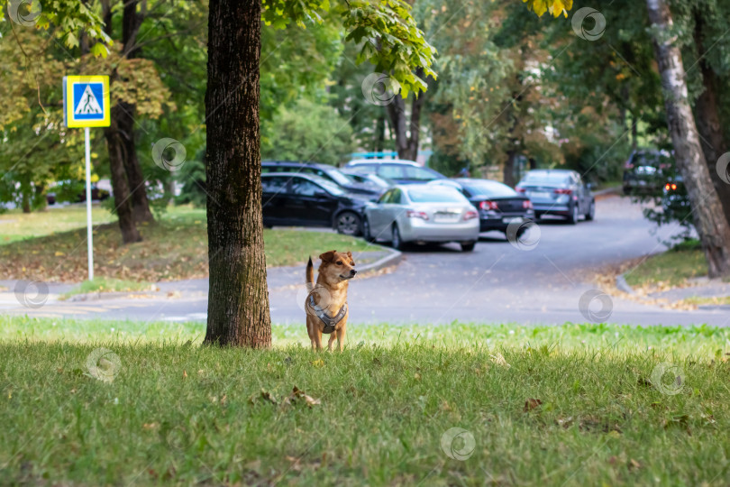 Скачать Рыжая собака в осеннем парке крупным планом фотосток Ozero