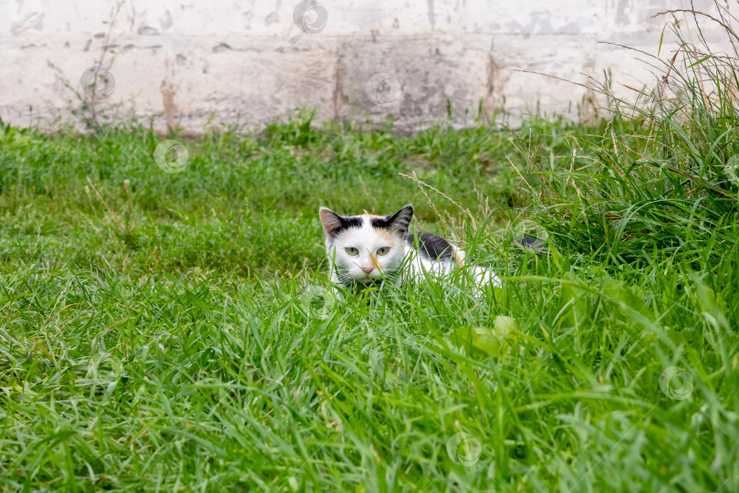 Скачать По двору гуляет белая кошка фотосток Ozero