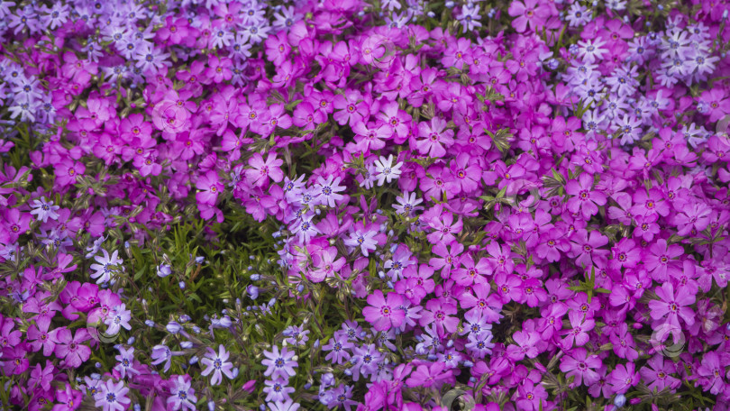 Скачать Красивые свежие цветы на клумбе-цветочный фон. Красивые весенние цветущие цветы флокса фотосток Ozero