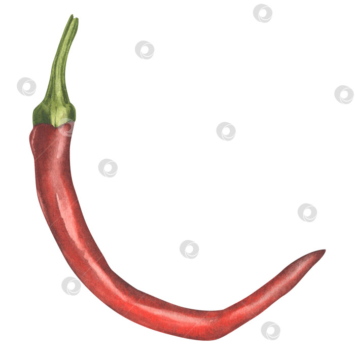 Скачать Красный острый перец. Акварельная иллюстрация овоща-перца. Иллюстрация ботанических продуктов питания для дизайна, печати или фона фотосток Ozero