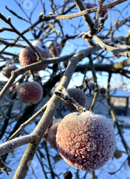 Скачать Замерзшие яблоки на ветках яблони фотосток Ozero
