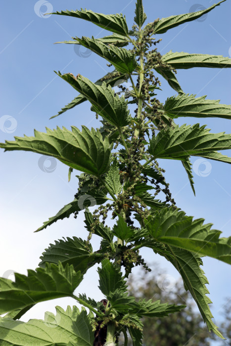 Скачать лекарственное растение - крапива жгучая (лат. Urtica dioica) фотосток Ozero