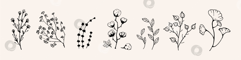 Скачать Черный вектор Сухих трав, засушенных цветов. Иллюстрация к натуральной медицине. Хлопок, листья и веточки фотосток Ozero