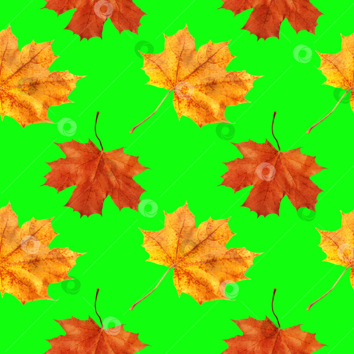 Скачать Повторяющийся узор из желтых и зеленых кленовых листьев на зеленом фоне фотосток Ozero