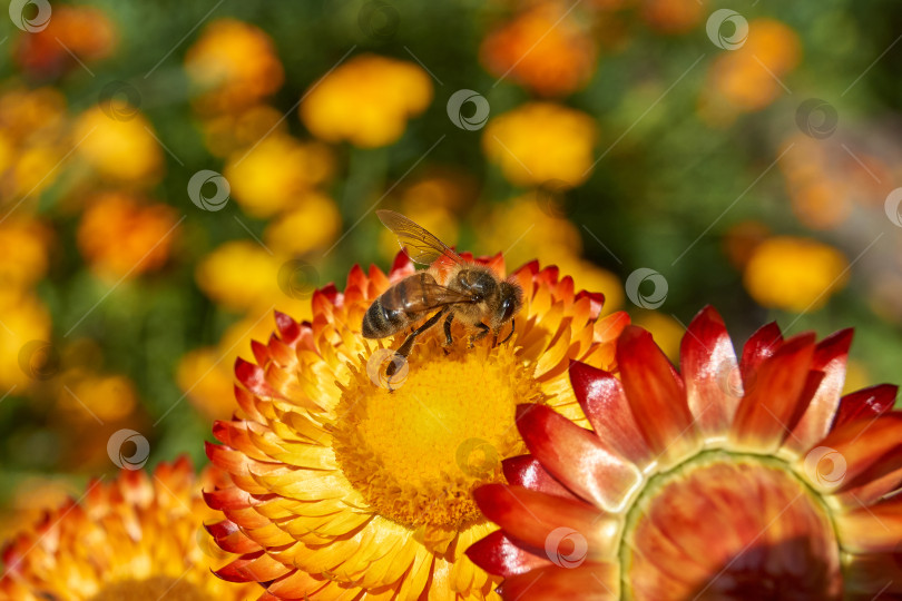 Скачать Пчела собирает пыльцу и нектар с цветов. фотосток Ozero