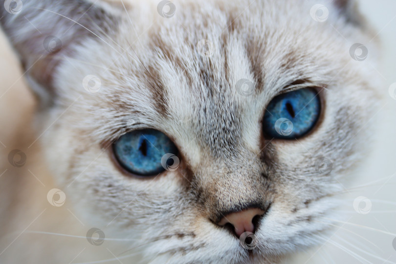 Скачать Портретный снимок с выборочным фокусом чистокровной кошки табби пойнт с глубокими голубыми глазами. Голубые глаза тайской или сиамской кошки крупным планом. Тюлень Невский маскарадный с глазами сибирской домашней кошки. Голубоглазый чистокровный кот фотосток Ozero