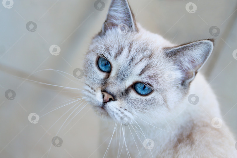 Скачать Серьезная тайская кошка, чистокровная кошка с глубокими голубыми глазами, сидящая на полу, копия Сейс. Кошка Табби пойнт с голубыми глазами. Тюлень Невской маскарадной Сибирской домашней кошки просит еды. Голубоглазый чистокровный кот. фотосток Ozero