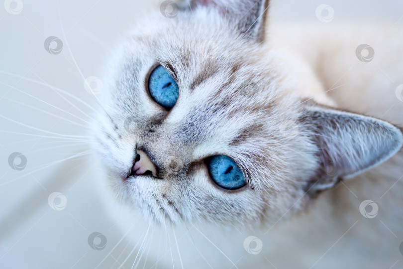 Крупный план портрета чистокровной кошки табби пойнт с глубокими голубыми  глазами. Тайская или сиамская кошка с голубыми глазами. Тюлень Невской  маскарадной сибирской домашней кошки просит еды. Голубоглазый чистокровный  кот. - Ozero -