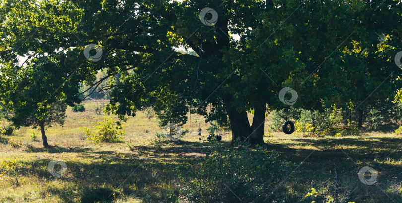 Скачать Большой дуб в саду частного дома фотосток Ozero