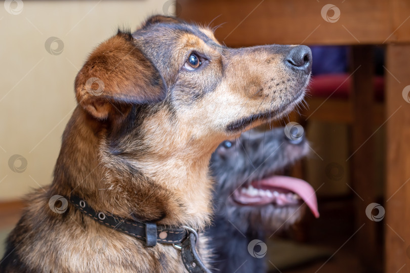 Скачать Коричневая собака с висячими ушами - портрет крупным планом фотосток Ozero