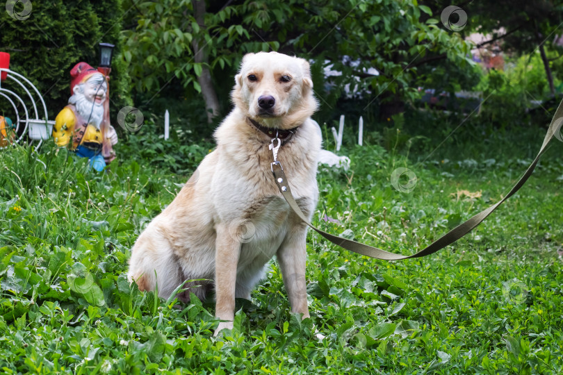 Скачать Большая белая собака сидит на траве фотосток Ozero