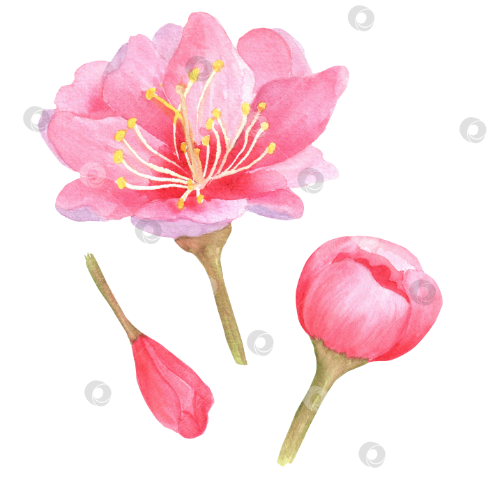 Скачать Нарисованная от руки акварельная иллюстрация. Красивые розовые цветы сакуры и бутоны сакуры для дизайнерских работ фотосток Ozero
