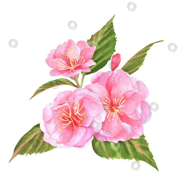 Скачать Рисованная акварельная иллюстрация. Цветы розового вишневого дерева (сакуры) с зелеными листьями и бутонами фотосток Ozero