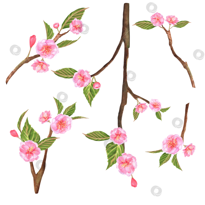 Скачать Нарисованные от руки акварельные иллюстрации. Ветви сакуры с розовыми цветами и зелеными листьями фотосток Ozero