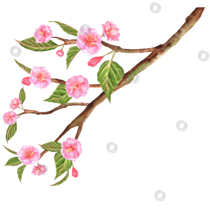 Скачать Нарисованная от руки акварельная иллюстрация. Красивая ветка сакуры (вишневого дерева) с розовыми цветами и зелеными листьями фотосток Ozero
