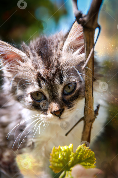 Скачать Котенок фотосток Ozero