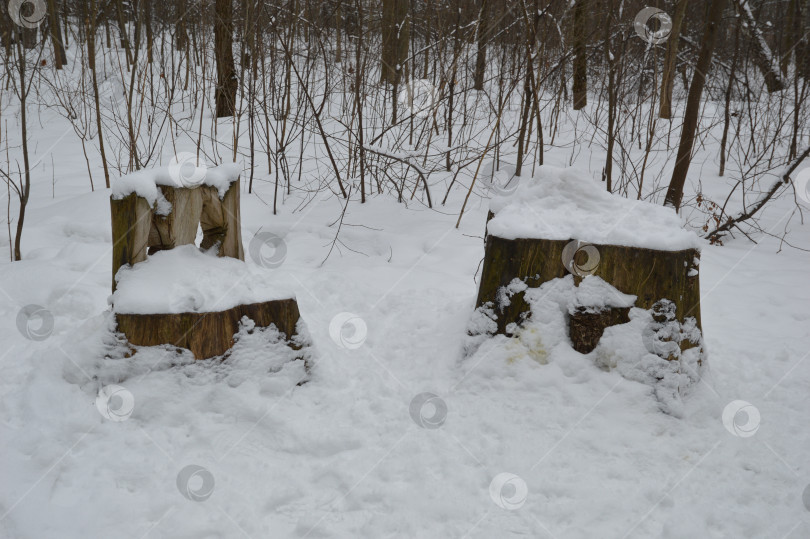 Скачать Пеньки под снегом фотосток Ozero