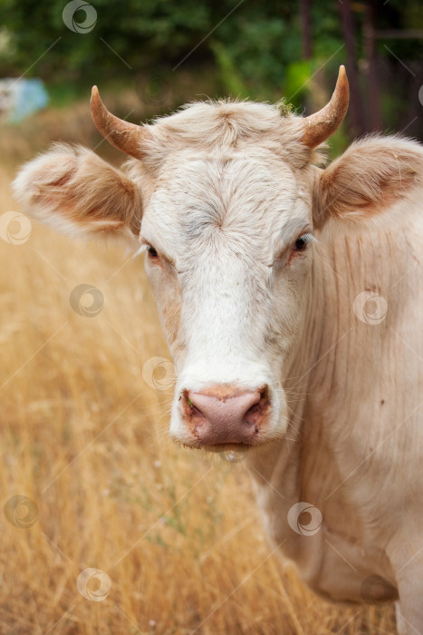 Скачать голова коровы коричневая, под прямым углом, анфас, на фоне желтой сухой травы и зеленых листьев деревьев. фотосток Ozero