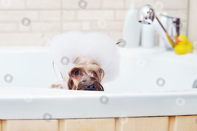Скачать Йоркширский терьер сидит в ванне, полной пены фотосток Ozero