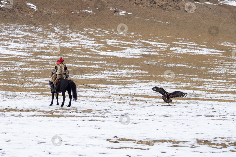 Скачать Мужчина-охотник верхом на лошади спиной к камере тренирует беркута. Охотники на орлов - это люди, которые тренируются и охотятся с беркутами в Монголии. Традиционный вид спорта в Казахстане и Монголии. фотосток Ozero