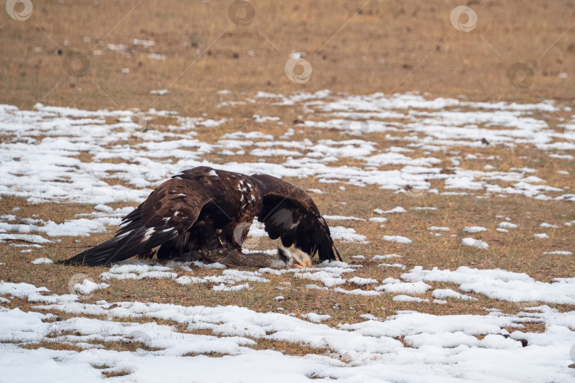 Скачать Большой орел жадно поедает пойманную добычу на зимнем поле. Охота на беркута (Aquila chrysaetos) в снегу. фотосток Ozero