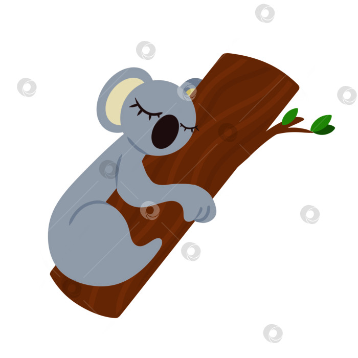 Скачать Очаровательная серая коала, спящая на эвкалиптовом дереве. Векторная иллюстрация, изолированная на белом фоне. Элемент дизайна для печати на плакатах, постерах одежды, баннерах, постерах меню, блокнотах. фотосток Ozero