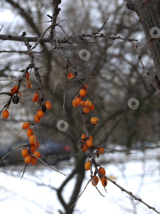 Скачать Оранжевые ягоды облепихи, полезного растения зимой фотосток Ozero
